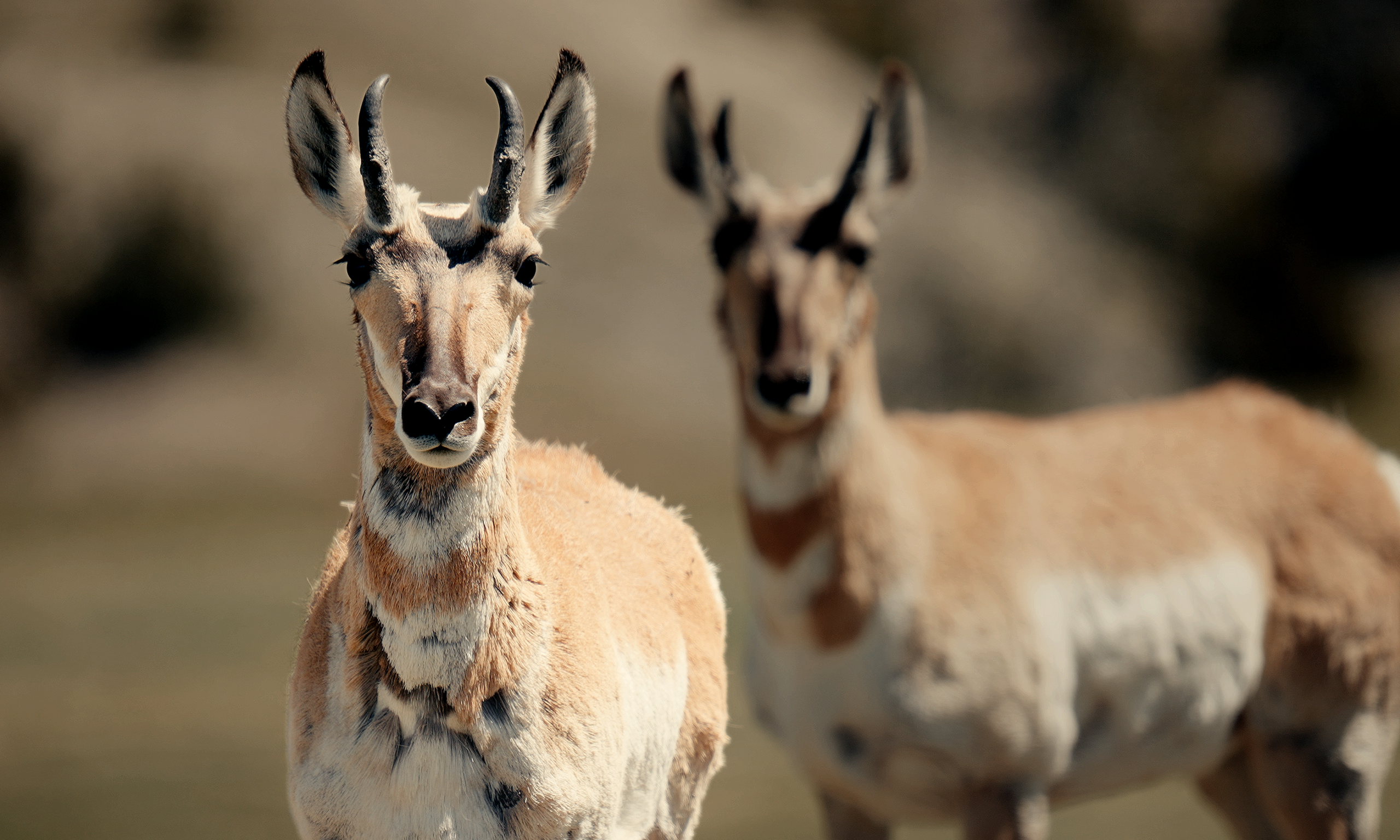 Pronghorn Passage – A Special Screening